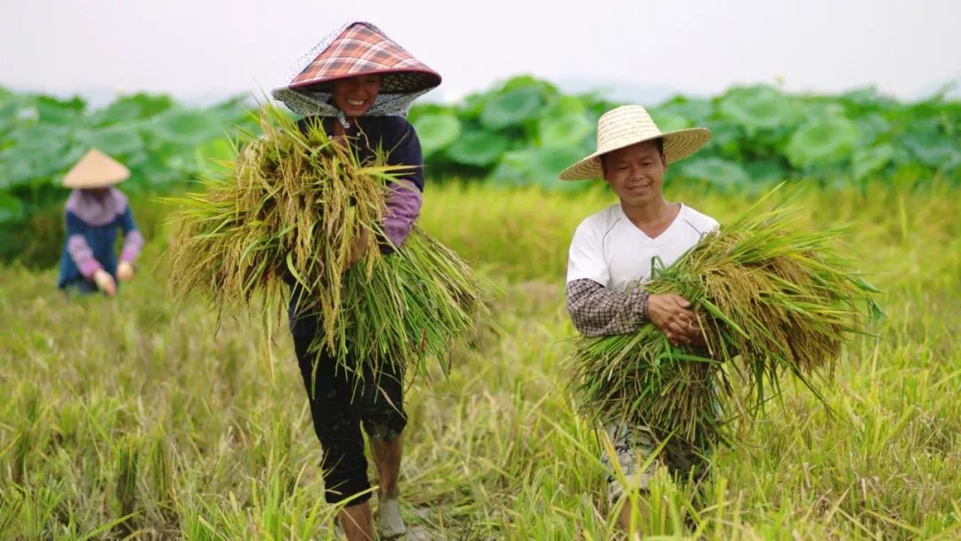 白金龙鱼_金龙鱼白面好吗_金龙鱼白面好还是五得利白面好