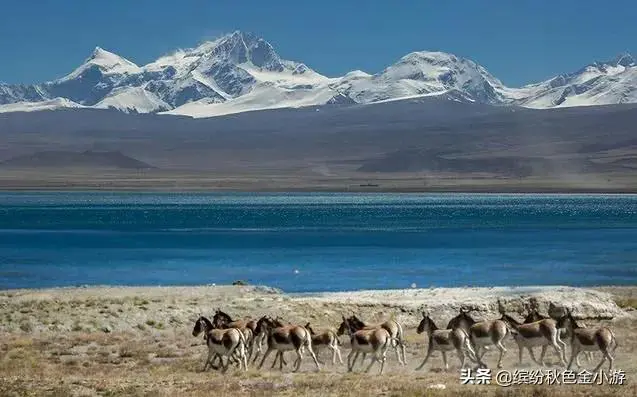 老人旅游专列有年龄限制吗_老年人专列旅游_老人专列旅游团