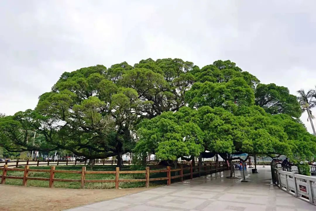 福州五饼二鱼餐厅地址_福州有没有炉鱼餐厅_福州五饼二鱼餐厅