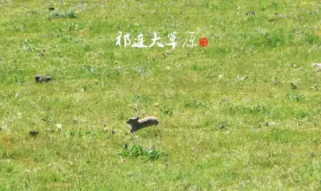 青海湖湟鱼价格_分析青海湟鱼生长缓慢的原因_青海湟鱼做法