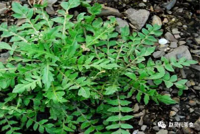 定西市芹菜价格_芹菜价格最新行情走势图_芹菜价格