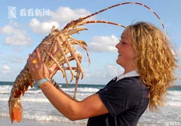 澳洲龙虾很贵吗_百度澳洲龙虾_澳洲龙虾多少钱一斤