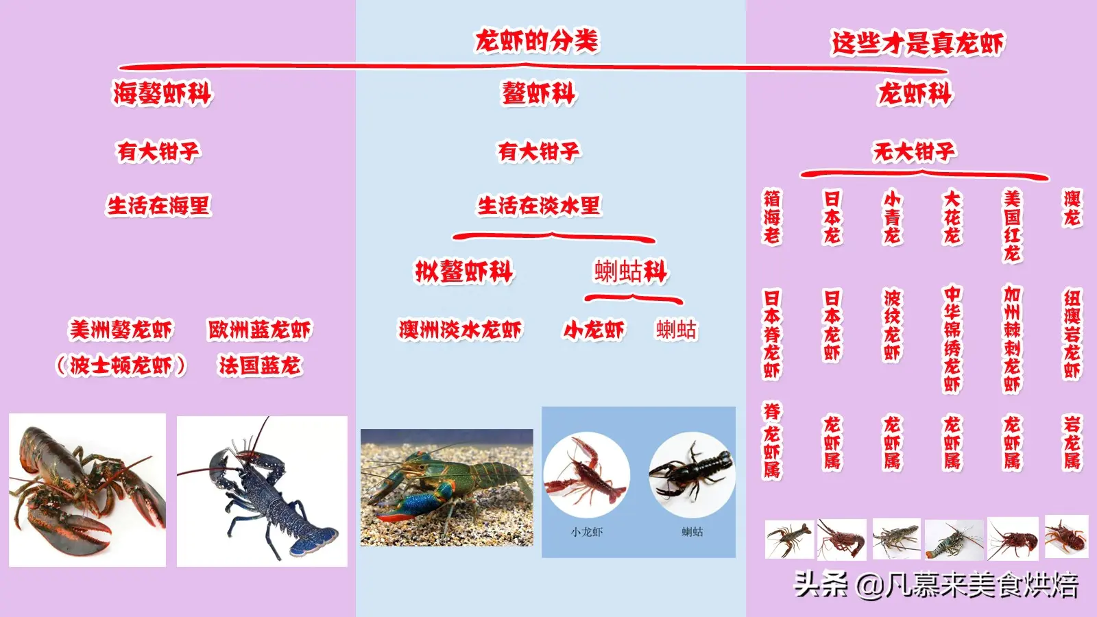 小龙虾吃什么_龙虾吃小鱼吗_龙虾吃小鱼苗吗