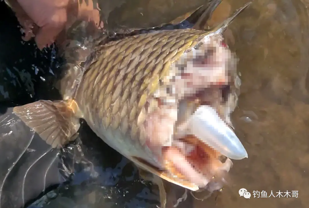 丹江口鳡鱼图片_假鳡鱼和真鳡鱼图片_鳡鱼图片