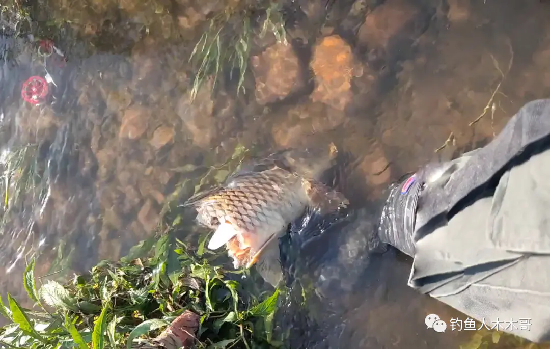 假鳡鱼和真鳡鱼图片_鳡鱼图片_丹江口鳡鱼图片