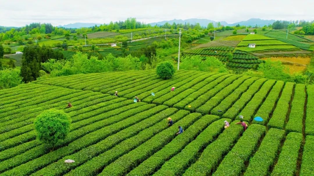 国家粮食安全战略解读_国家粮食安全线_国家粮食安