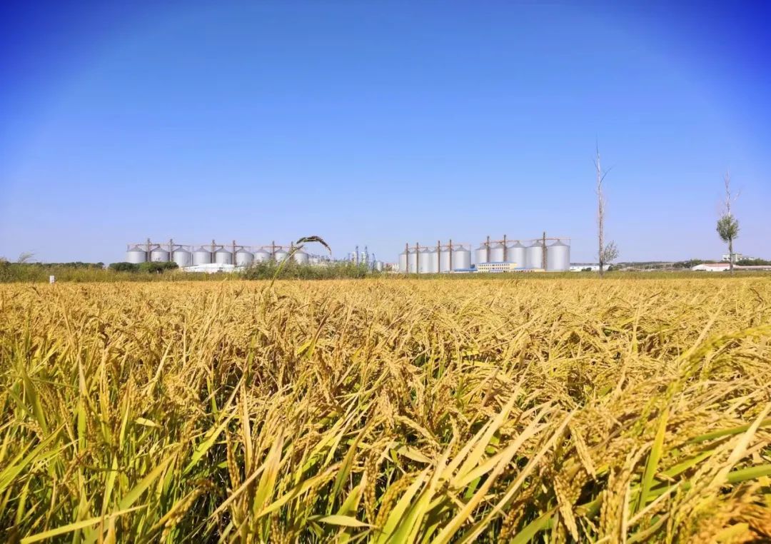 国家粮食安_国家粮食安全线_国家粮食安全战略解读