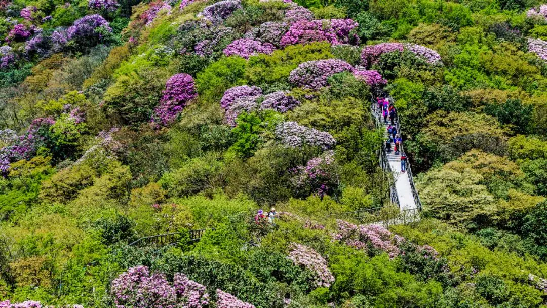 金佛山自驾一日游_金佛山上山_金佛山一日游最佳路线