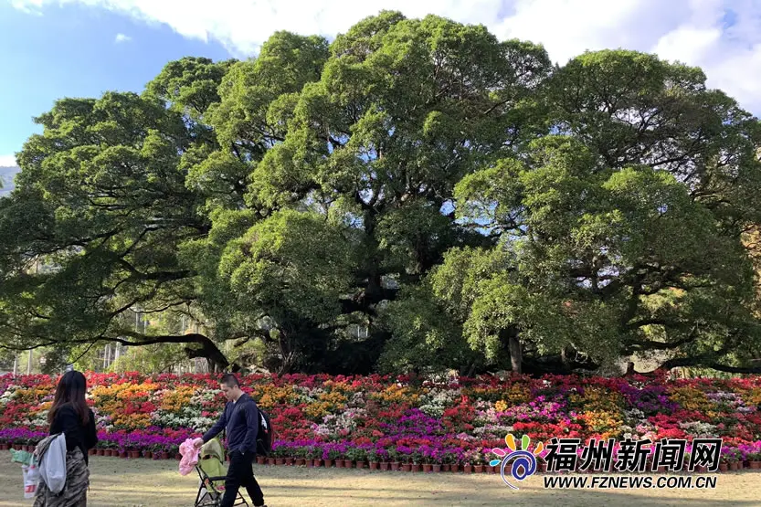 福州国家森林公园需要门票吗_福州国家森林公园联系电话_福州国家森林公园