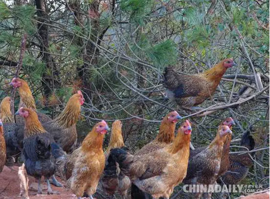 江西特产食物有哪些_江西本地特产_江西有什么特产