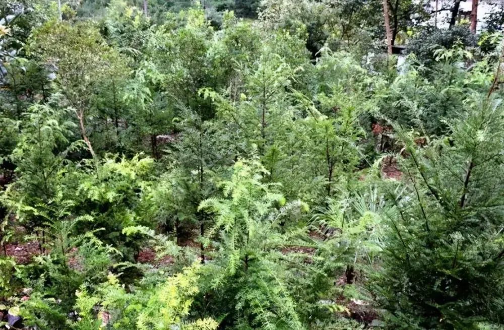 种植红豆杉的经济效益_种植红豆杉用什么土壤最好_红豆杉怎么种植