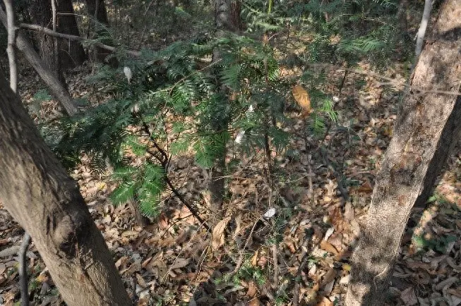 红豆杉怎么种植_种植红豆杉有什么好处_种植红豆杉树是骗局吗