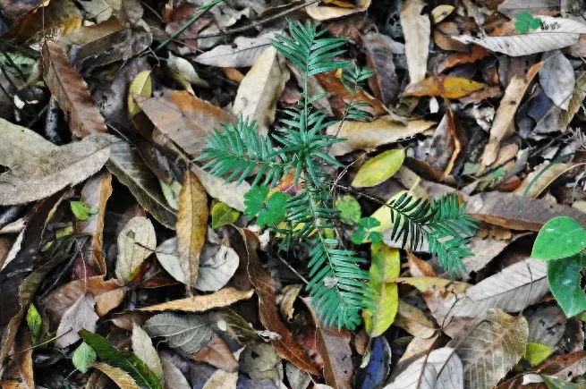 种植红豆杉有什么好处_种植红豆杉树是骗局吗_红豆杉怎么种植