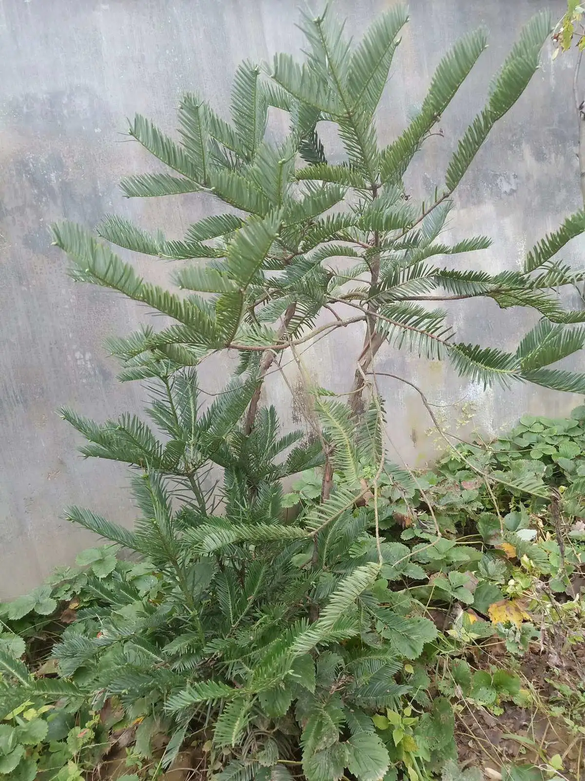 种植红豆杉的经济效益_种植红豆杉用什么土壤最好_红豆杉怎么种植