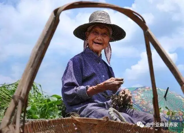 胡麻籽_胡麻籽油的功效与作用_亚麻籽和胡麻籽的区别