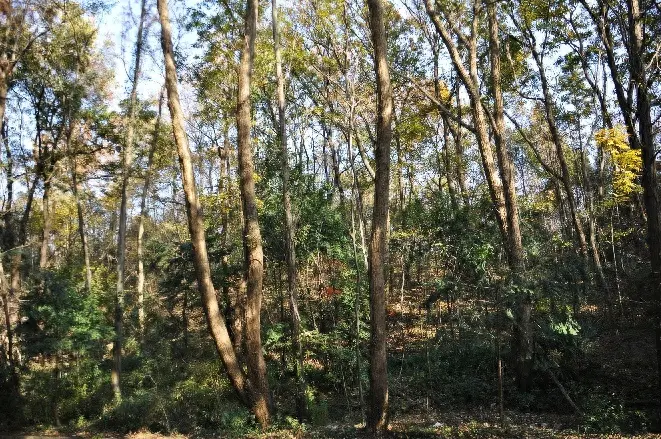 红豆杉怎么种植_种植红豆杉树是骗局吗_种植红豆杉有什么好处