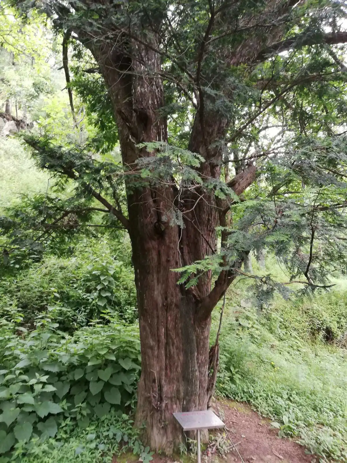 红豆杉怎么种植_种植红豆杉用什么土壤最好_种植红豆杉的经济效益