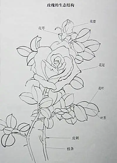 玫瑰网格构成画法_美甲玫瑰花图片画法_玫瑰花画法