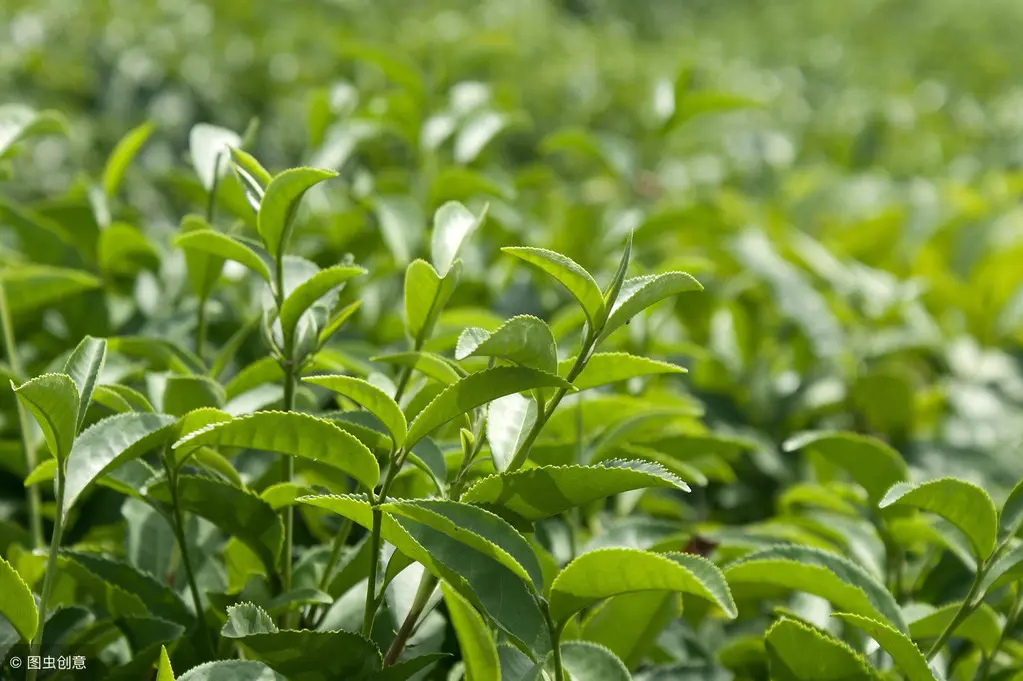 茶棕色_棕色茶几配什么颜色沙发好看_棕色茶叶是什么茶