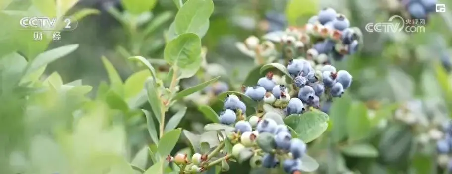 蓝莓品种排行榜_蓝莓品种排名前十_最受欢迎的蓝莓品种