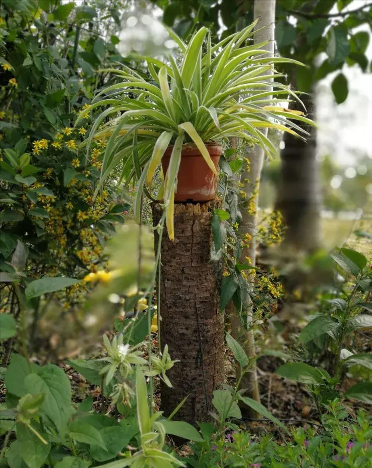 梦幻庭院种植攻略2020_梦幻庭院种植攻略_梦幻庭院怎么种植物