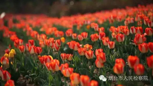 烟台旅游最佳路线_烟台旅游攻略自驾游最佳路线_烟台旅游攻略自由行路线推荐