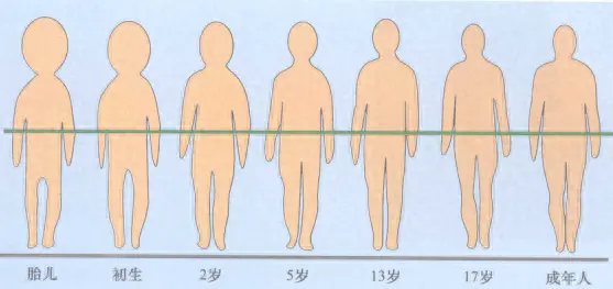 鸟类脚部结构_脚部结构_脚部结构图