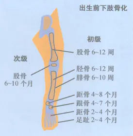 鸟类脚部结构_脚部结构图_脚部结构