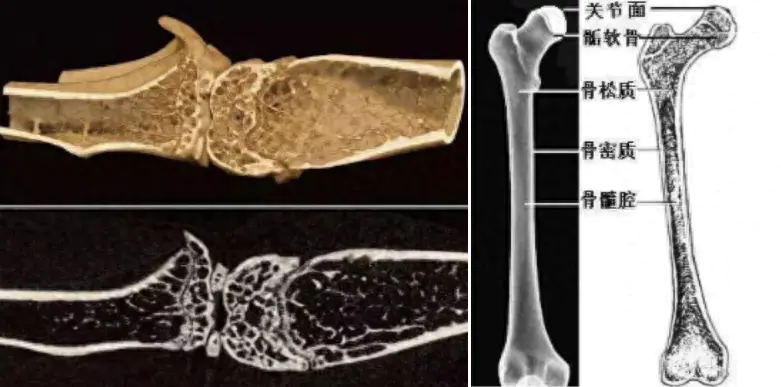 脚部结构_脚部结构图_鸟类脚部结构