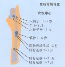 脚部结构图_鸟类脚部结构_脚部结构