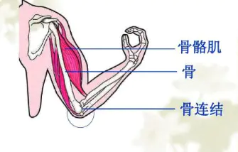 鸟类脚部结构_脚部结构图_脚部结构