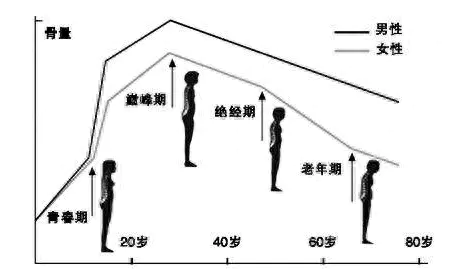 脚部结构图_脚部结构_鸟类脚部结构