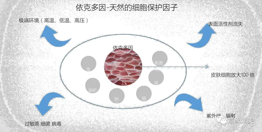 皮肤克星的作用_依克多因对皮肤的作用_皮肤克星是激素药吗