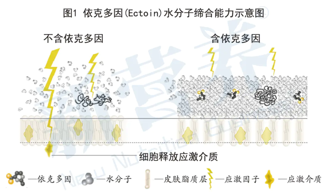 克莫格皮肤_依克多因对皮肤的作用