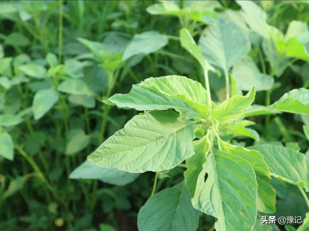 野菜有哪些常见品种_野菜有哪些_野菜有哪些品种图片大全