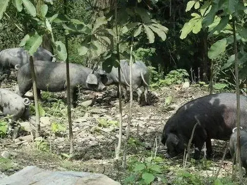 绵阳特产_四川绵阳地方特产_特产绵阳米粉作文说明文