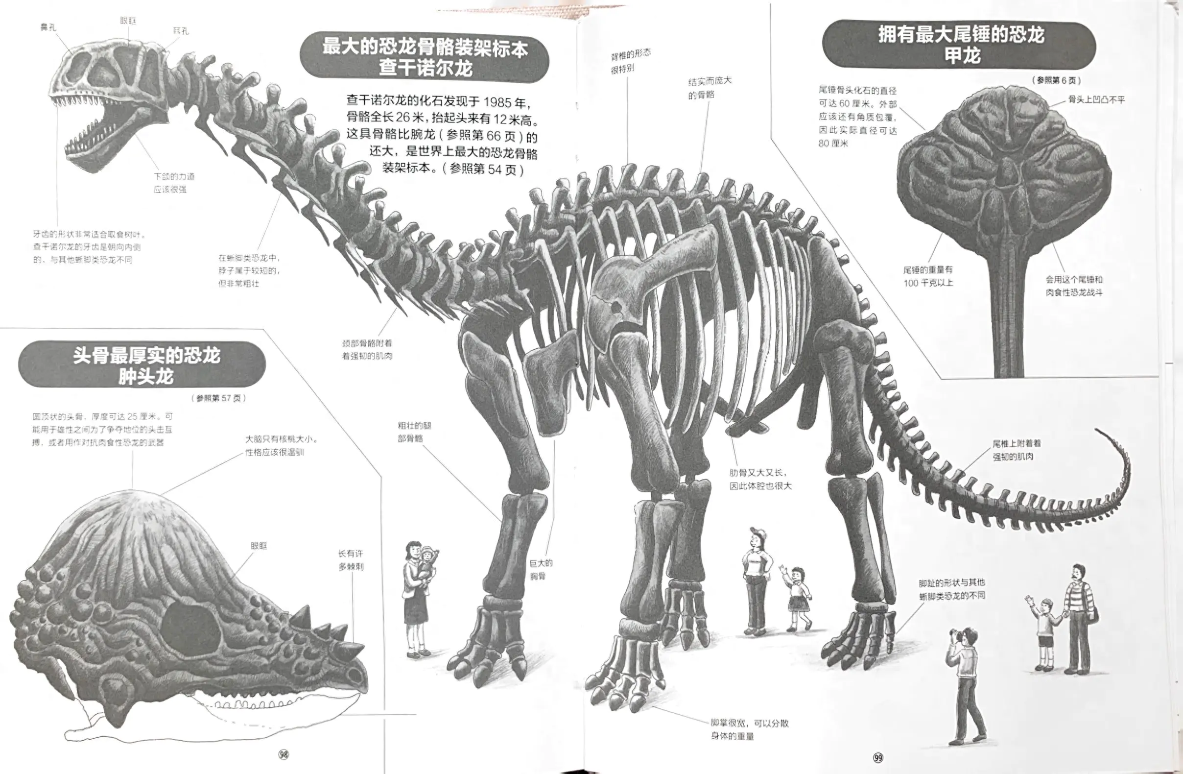 恐龙图解种类大全大图_恐龙图示以及种类_恐龙种类大全图解