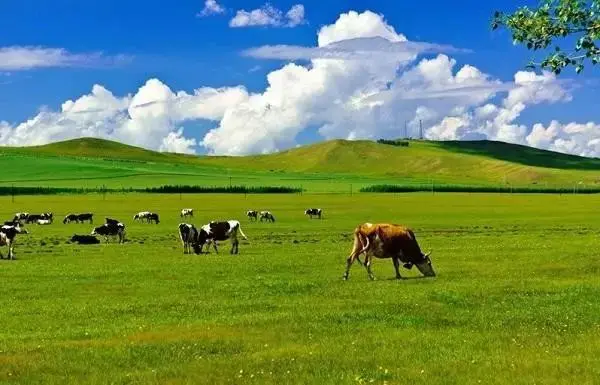 鄂尔多斯草原在哪里_鄂尔多斯草原大型食肉动物物_鄂尔多斯大草原