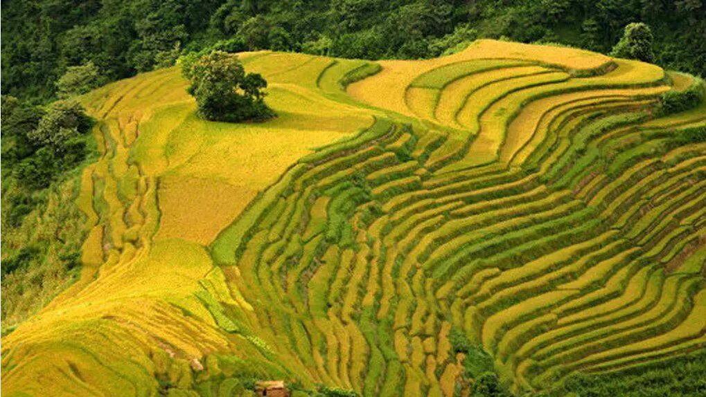 元阳梯田最佳旅游时间_元阳梯田最佳旅游时间_元阳梯田最佳旅游时间