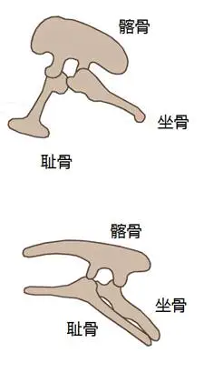 恐龙的分类_恐龙分类及图片名称_恐龙分类表