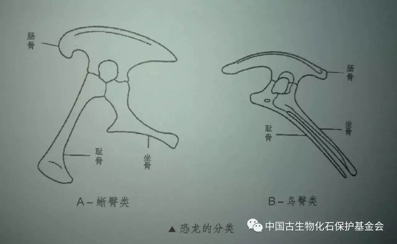 恐龙的分类_恐龙分类大全_恐龙分类及图片