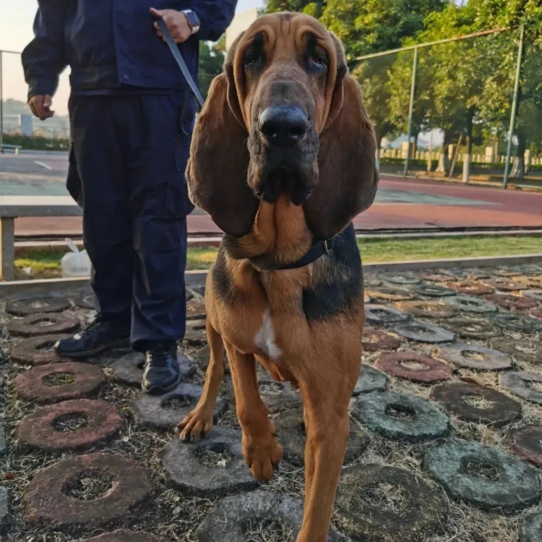 寻血猎犬的q_寻血猎犬玩法_寻血猎犬