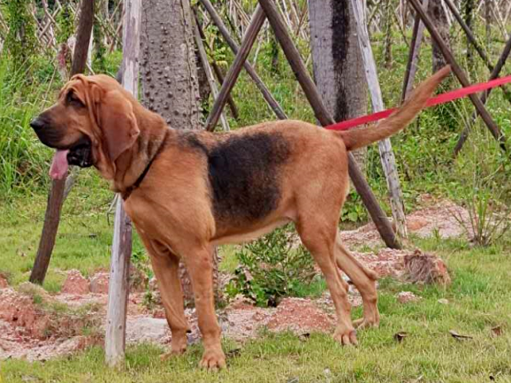 寻血猎犬的q_寻血猎犬玩法_寻血猎犬