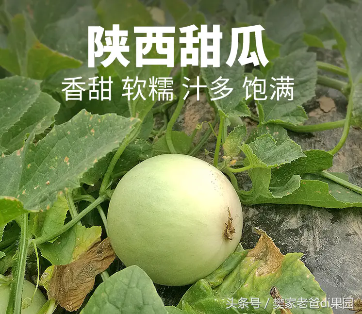 玉菇甜瓜属性_玉菇甜瓜是热性还是凉性_玉菇甜瓜是寒性水果吗