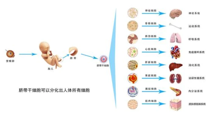 结构分化的方式和途径_结构分化的方式和途径为_组织结构分化的方式和途径为,0,38,-1,组织结构分化的方式和途径为(探讨组织结构分化的方式...,http：//xingzuo.aitcweb.com/9356304.html