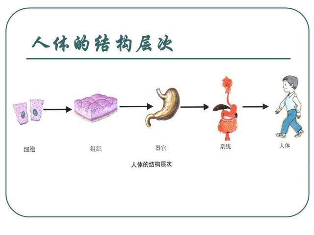 结构分化的方式和途径为_组织结构分化的方式和途径为,0,38,-1,组织结构分化的方式和途径为(探讨组织结构分化的方式...,http：//xingzuo.aitcweb.com/9356304.html_结构分化的方式和途径