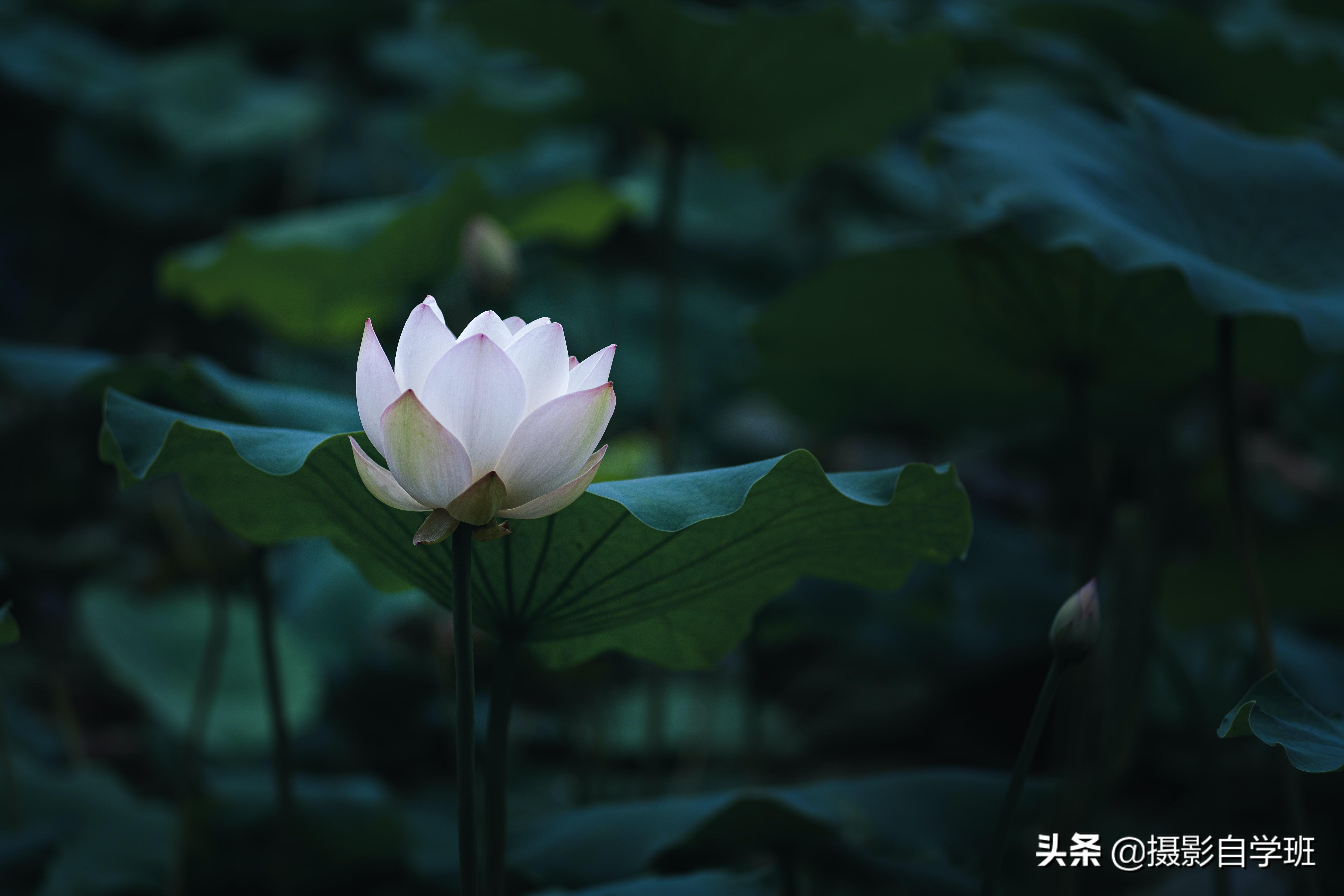 荷花中间的绿线_荷花中间的绿线有什么用,0,7,-1,荷花中间的绿线有什么用 荷花中间的绿点有什么用_装修...,https：//www.sibuzyn.com/b/266313.html_荷花中间绿点是什么