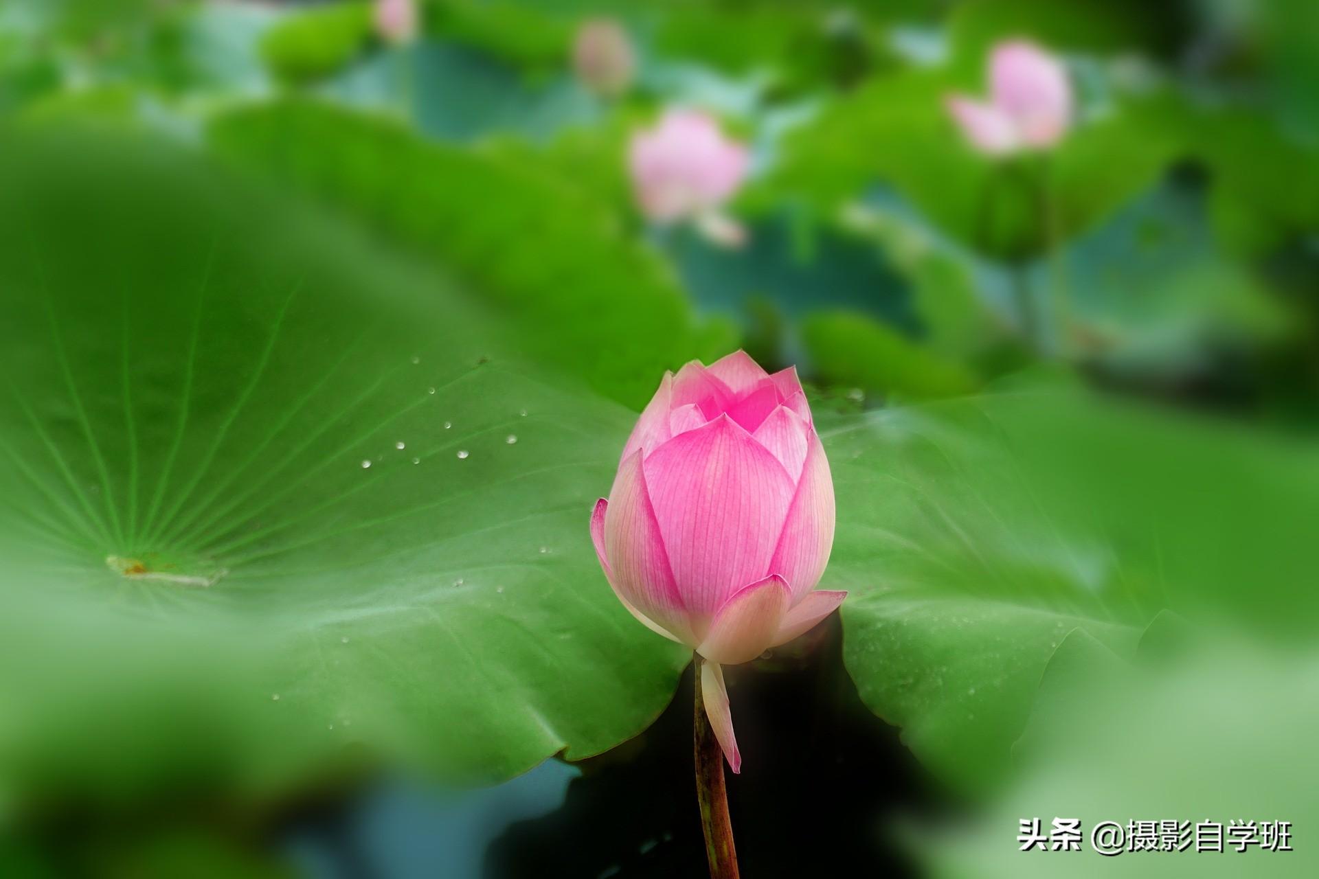 荷花中间绿点是什么_荷花中间的绿线_荷花中间的绿线有什么用,0,7,-1,荷花中间的绿线有什么用 荷花中间的绿点有什么用_装修...,https：//www.sibuzyn.com/b/266313.html