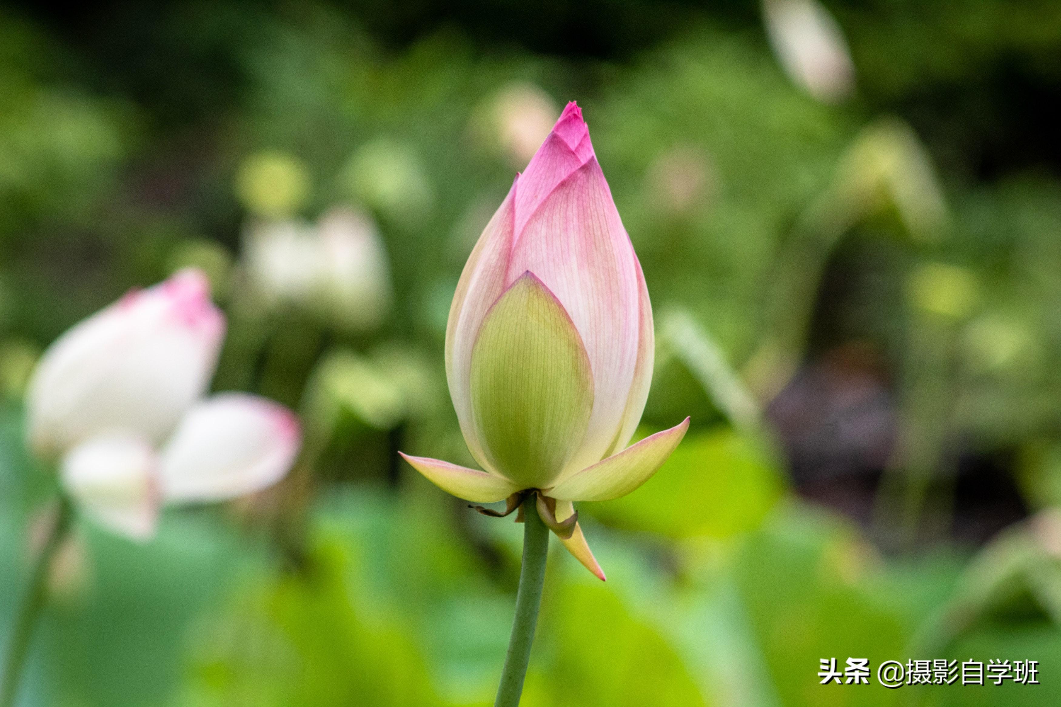 荷花中间的绿线_荷花中间绿点是什么_荷花中间的绿线有什么用,0,7,-1,荷花中间的绿线有什么用 荷花中间的绿点有什么用_装修...,https：//www.sibuzyn.com/b/266313.html