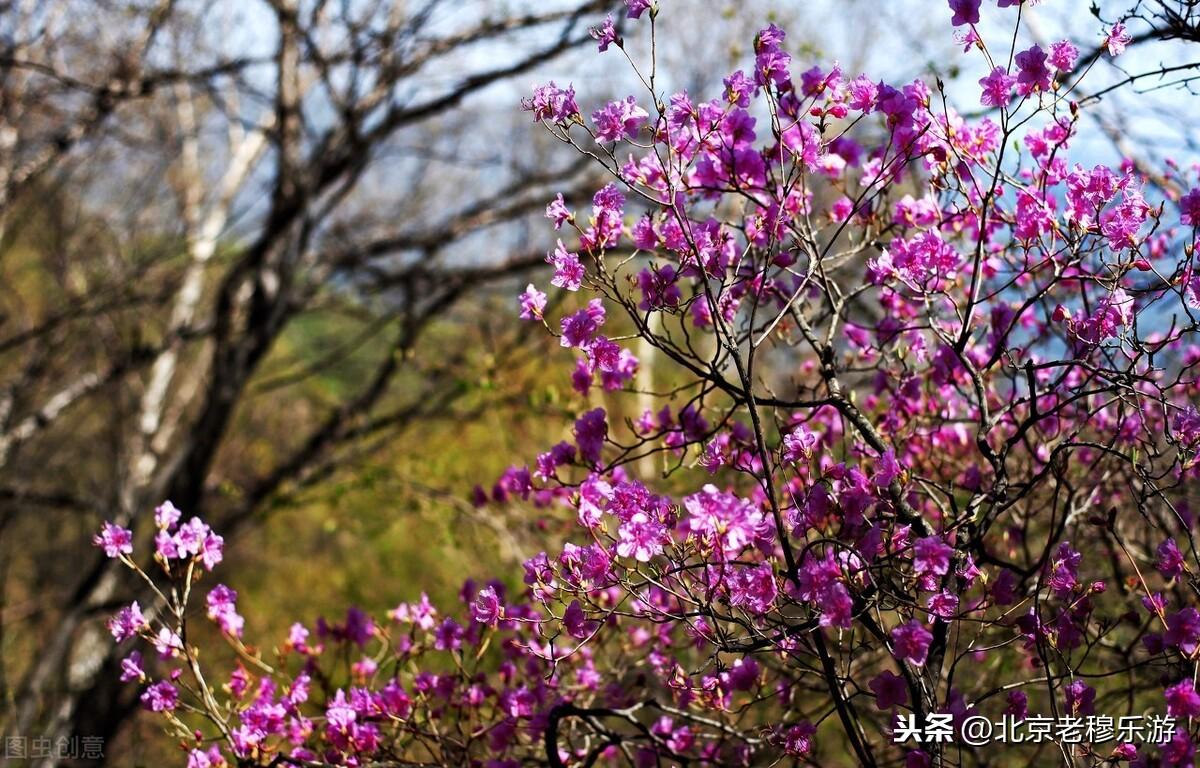 78月份适合去北京吗,0,16,-1,北京八月底热吗(北京八月底热吗冬天)_旅游-思埠百科,https：//www.sibuzyn.com/b/281598.html_北京哪个月最热_北京冬天几月到几月